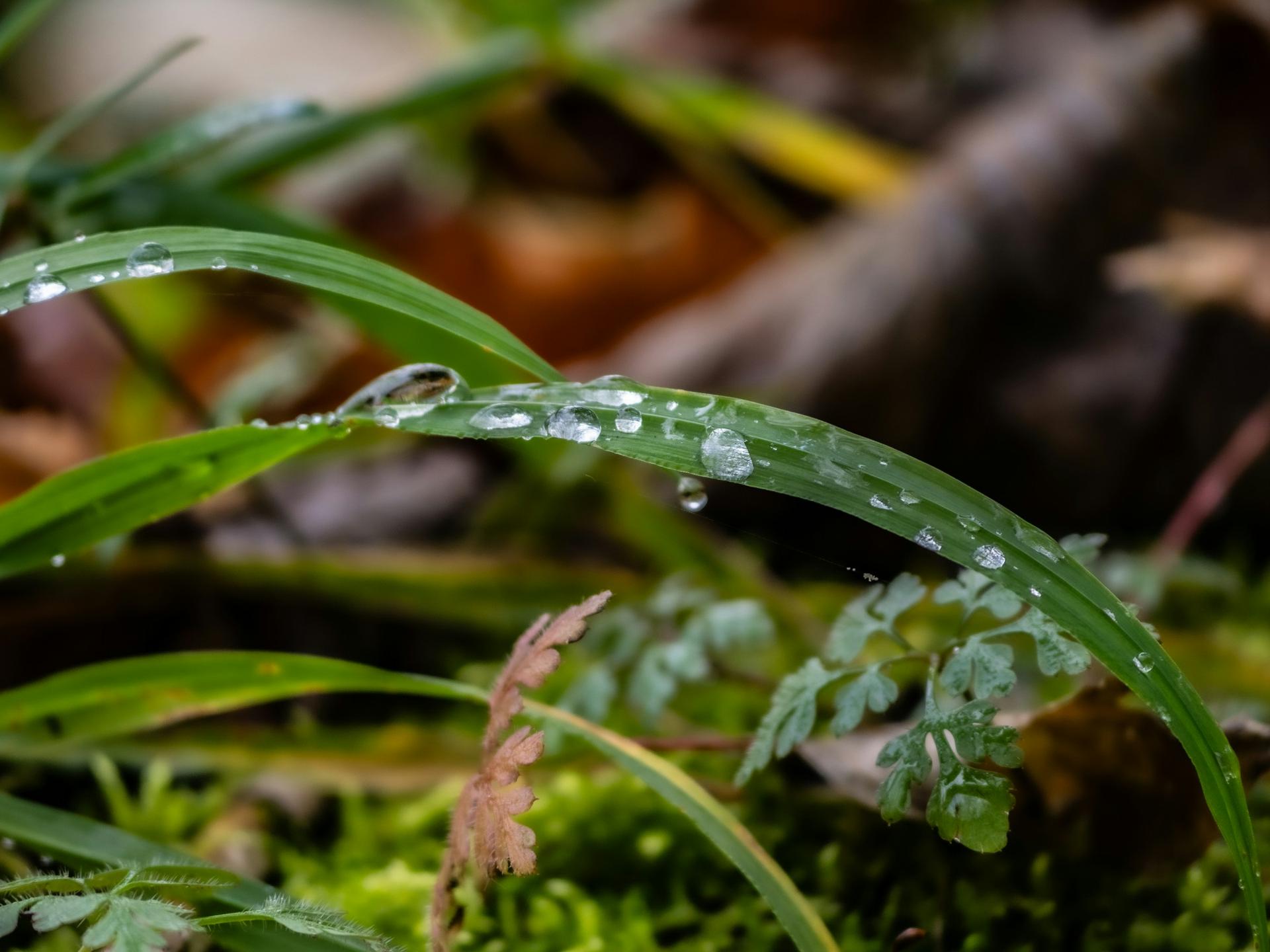Dew held on grass blades with fallen leaves behind