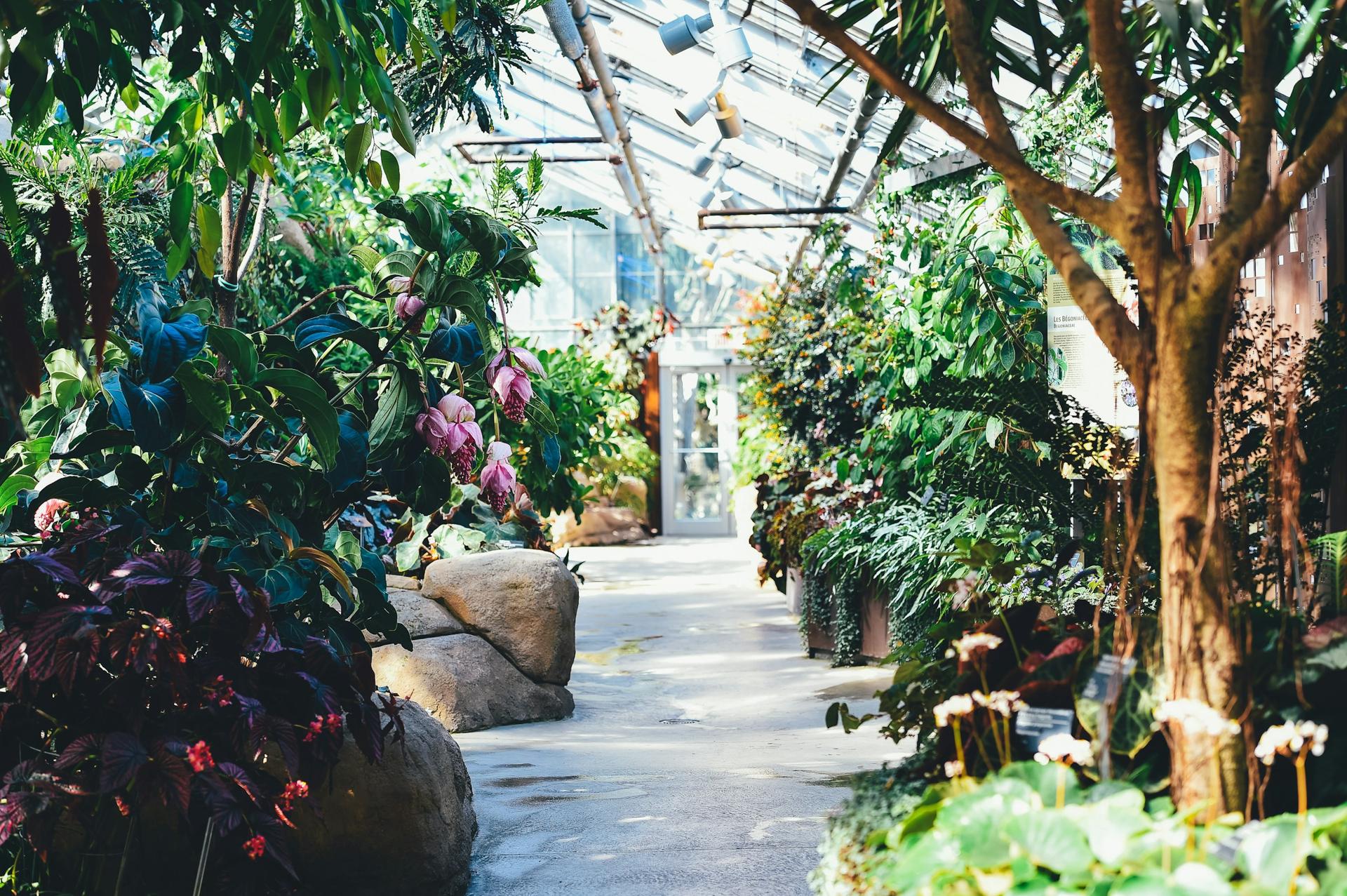 A planted glasshouse walkway