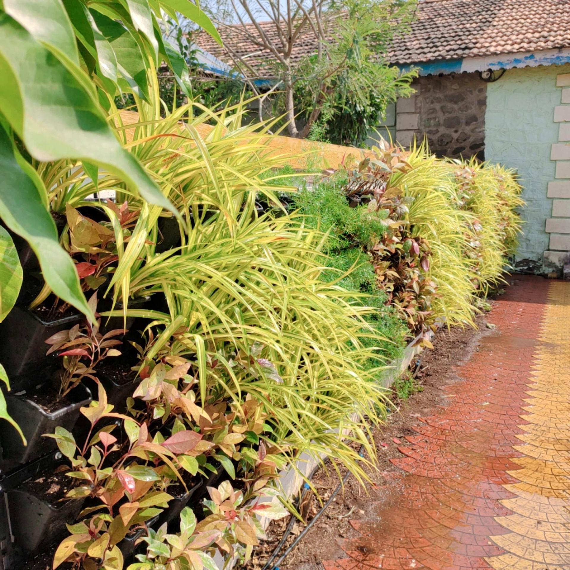 The same wall grown in, foliage spilling well past the pockets