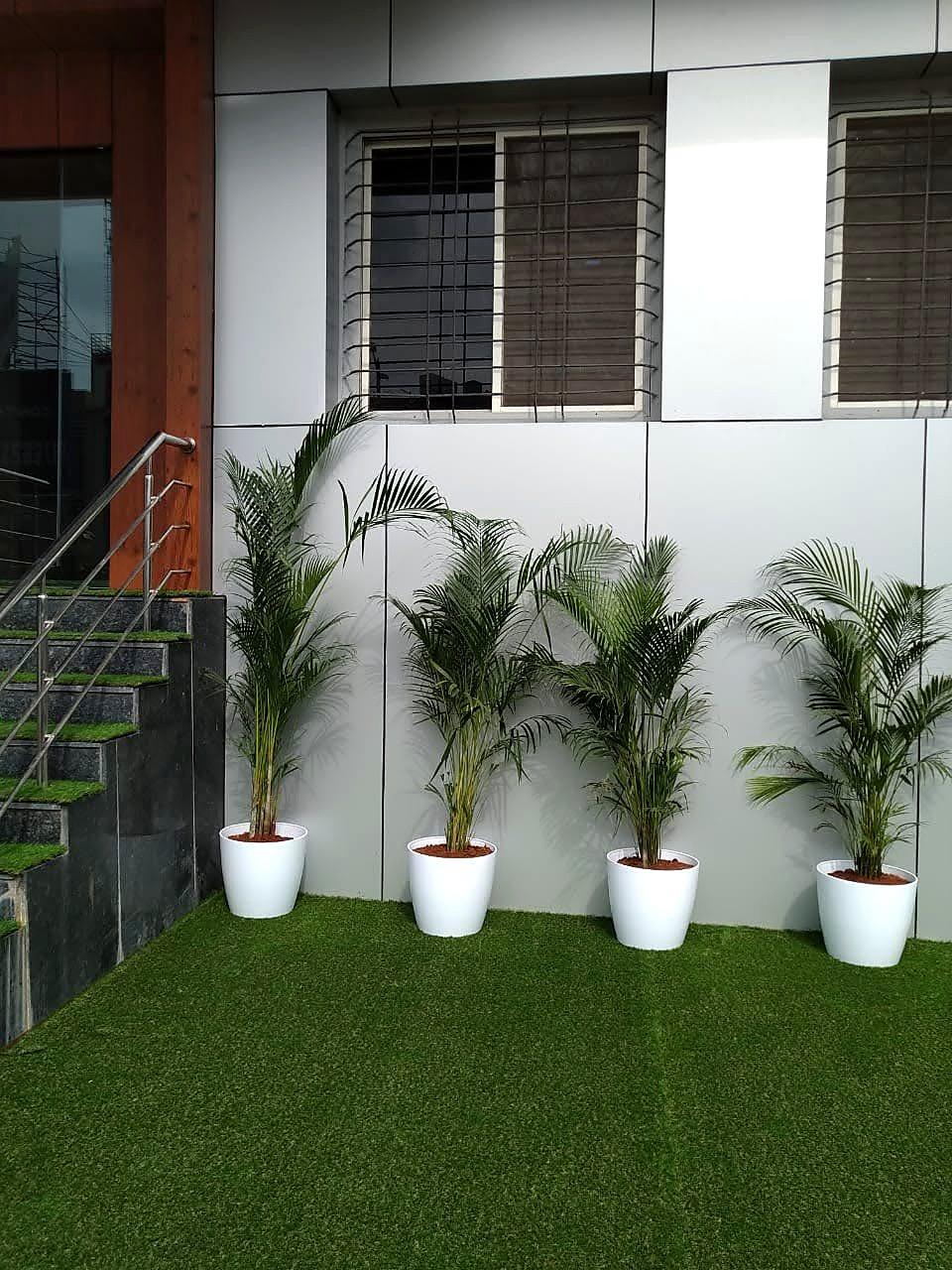 Potted palms beside the turf-treaded entrance stair